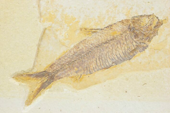 Detailed Fossil Fish (Knightia) - Wyoming #373695